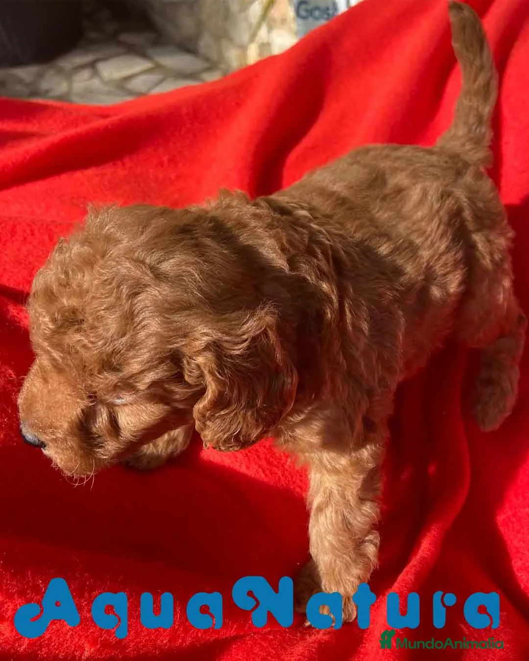 Caniche Toy perros en venta: Caniche Macho 7350 de Camila - AQUANATURA en Barcelona - Anuncio 2