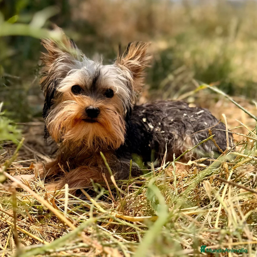 Yorkshire Terrier perros en venta: YORKSHIRE MACHO  - Anuncio 2