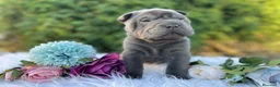 Shar Pei perros en venta: LOS SHARPEI MAS BONITOS Y SALUDABLES en Málaga - Anuncio 1