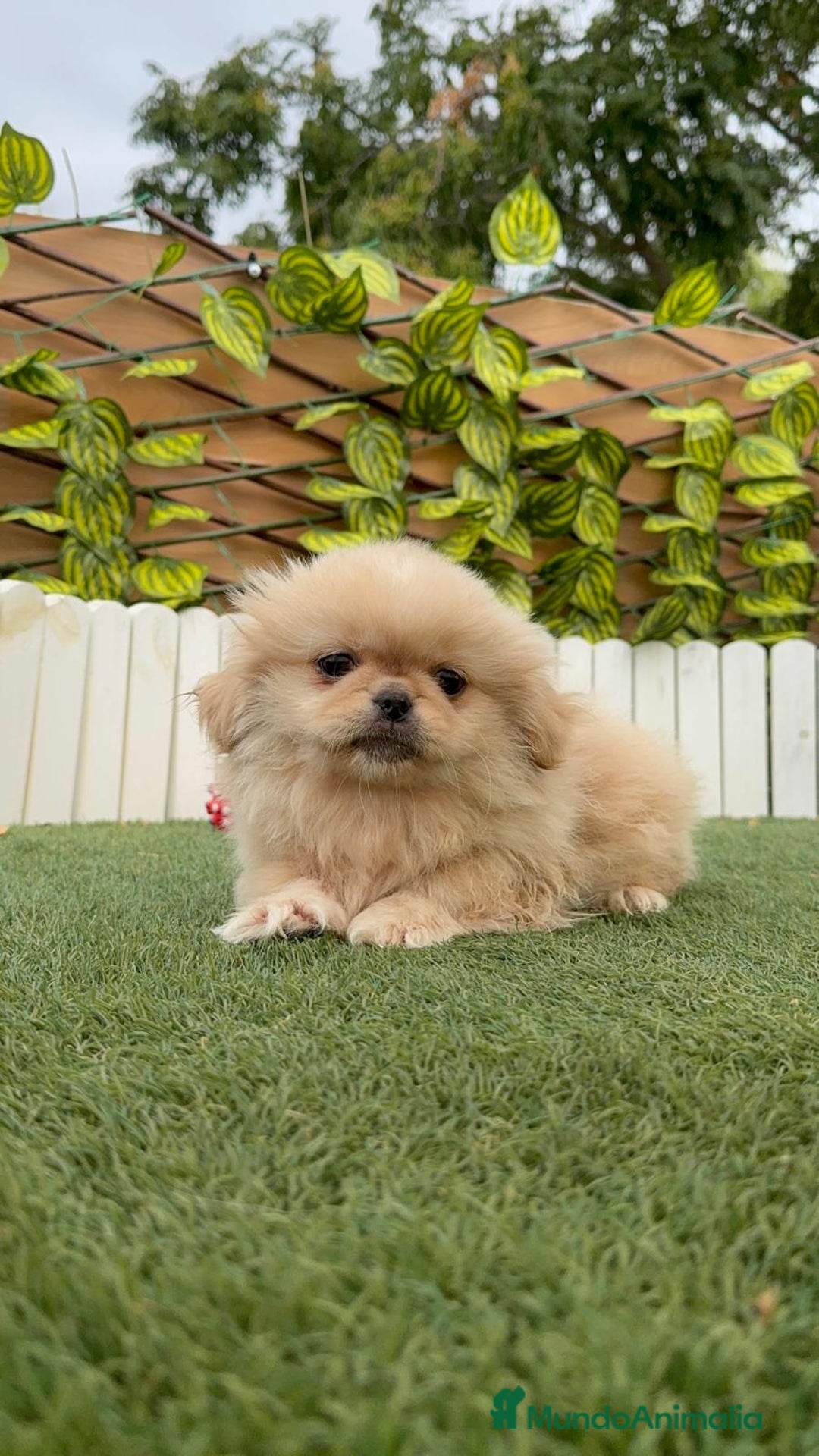 Pekinés perros en venta: PEKINES HEMBRA - Imagen 1