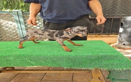 Ratón de Praga perros en venta: Raton de praga - Imagen 1