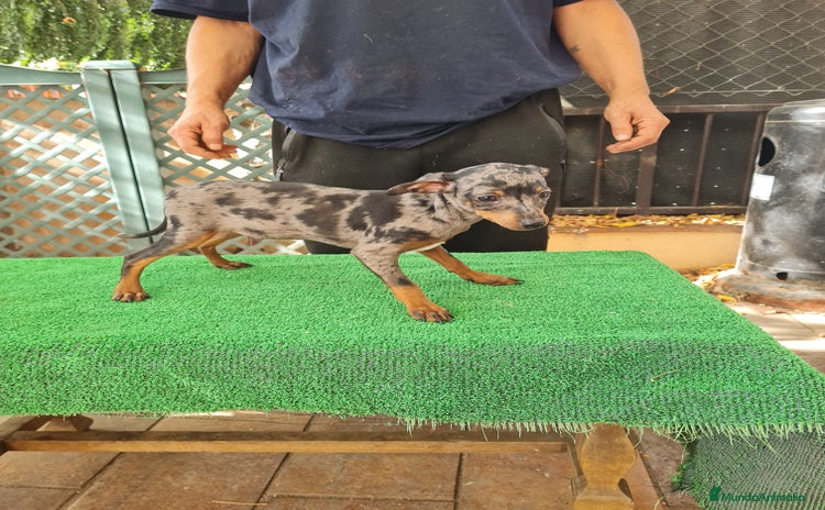 Ratón de Praga perros - Anuncio 9