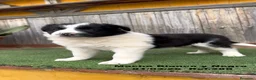 Border Collie perros en venta: Border Collie De Villa Biznaga - Anuncio 10
