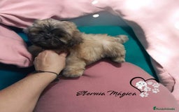 Shih Tzu perros en venta: Shih tzu  - Imagen 3