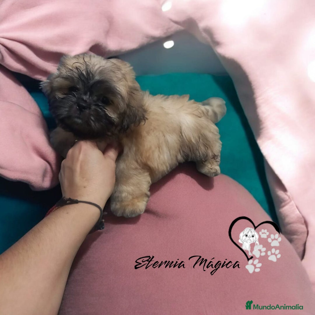 Shih Tzu perros en venta: Shih tzu  - Imagen 3