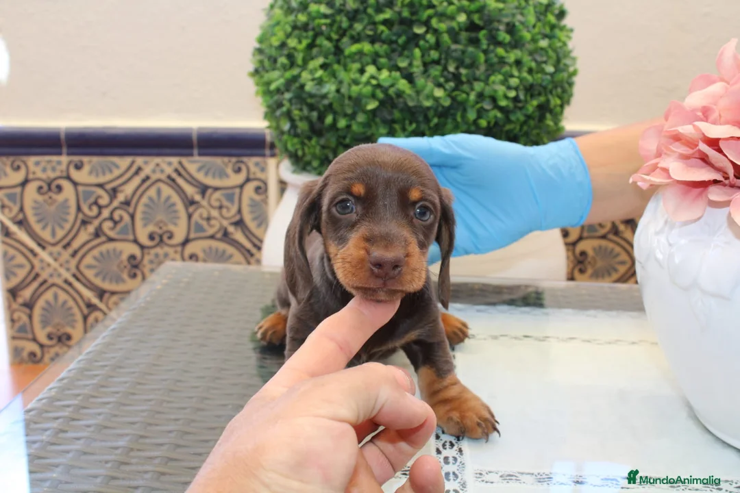 Teckel perros en venta: Teckel Kaninchen – Calidad, seriedad y seguimiento - Anuncio 1