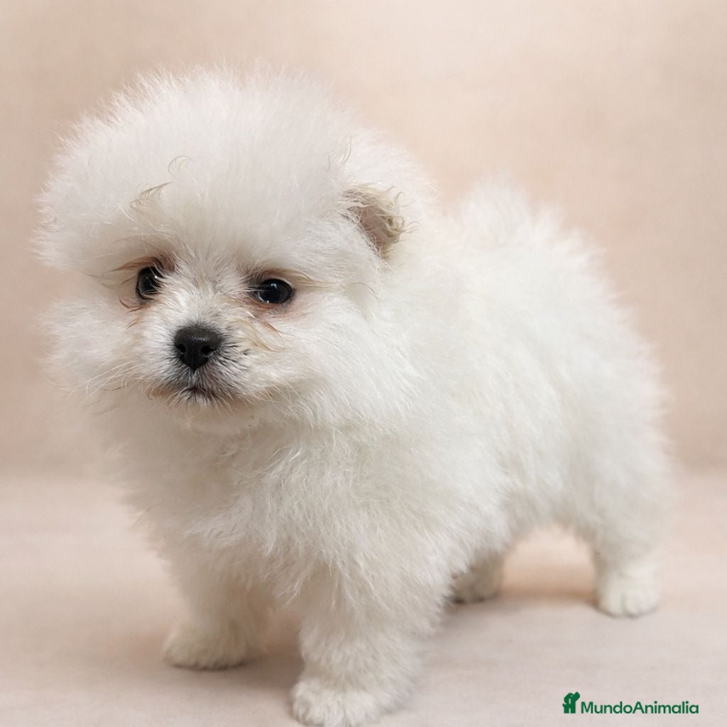 Pomerania perros Pomerania Osita Mini 🧸 Blanca - Anuncio 1