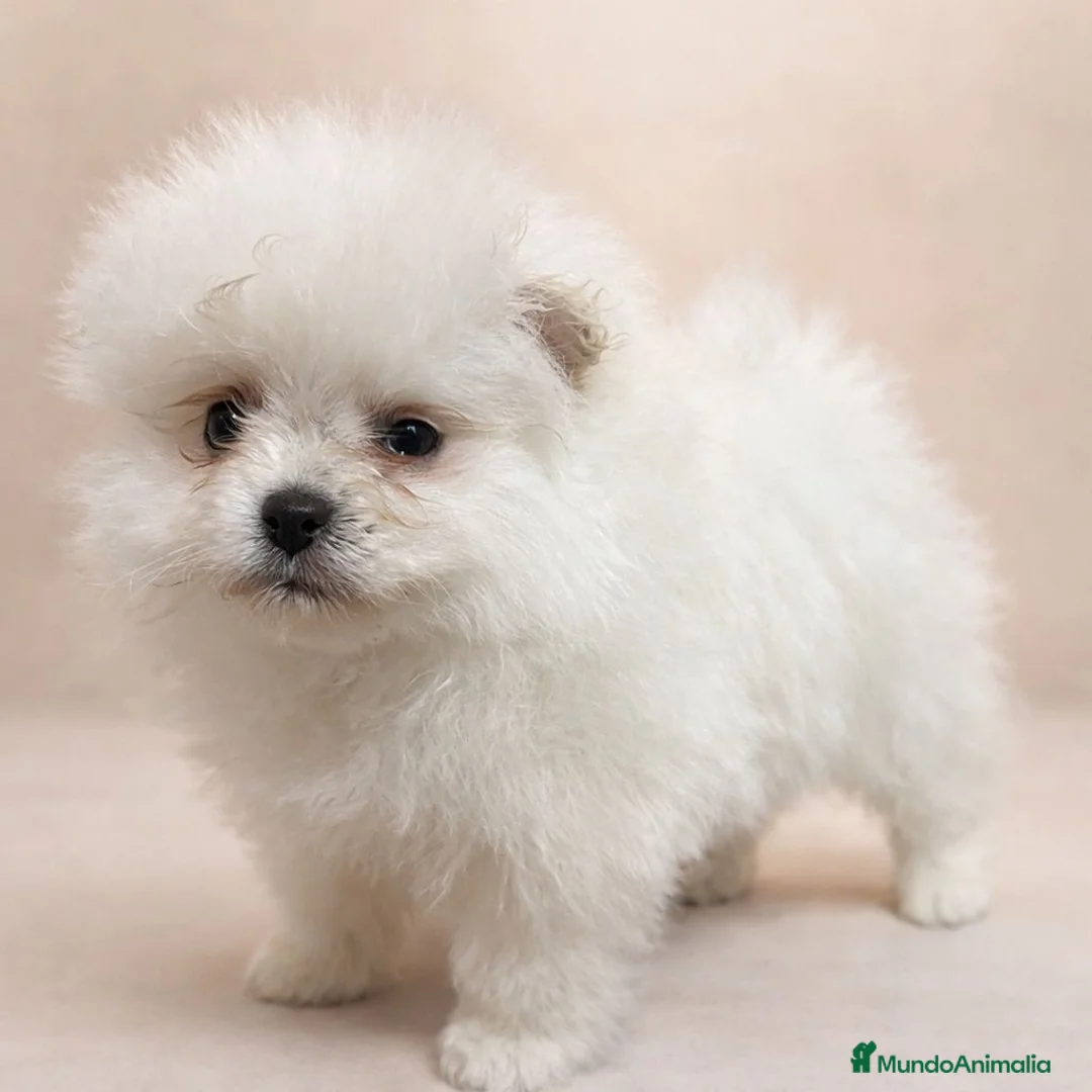 Pomerania perros en venta: Pomerania Osita Mini 🧸 Blanca - Anuncio 1