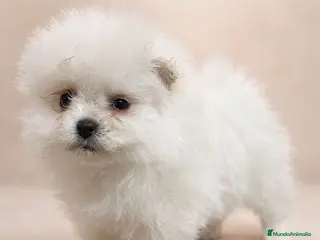 Pomerania perros Pomerania Osita Mini 🧸 Blanca - Anuncio 1