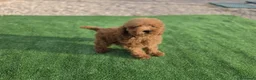 Caniche Toy perros en venta: Cachorrita caniche toy roja - Anuncio 1