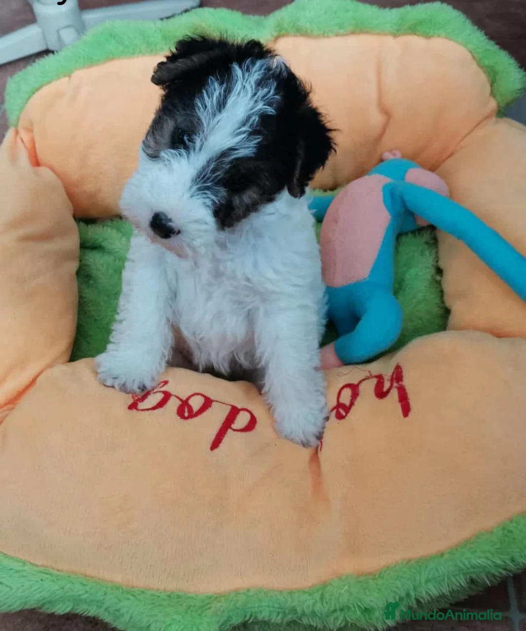 Fox Terrier de Pelo Duro perros en venta: Bebés Foxterrier de pelo duro Machos  - Anuncio 1