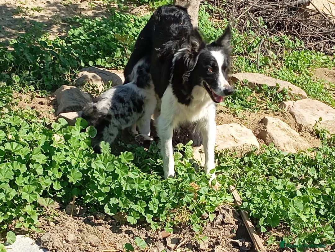 Border Collie perros en venta: Camada Border Collie - Anuncio 1