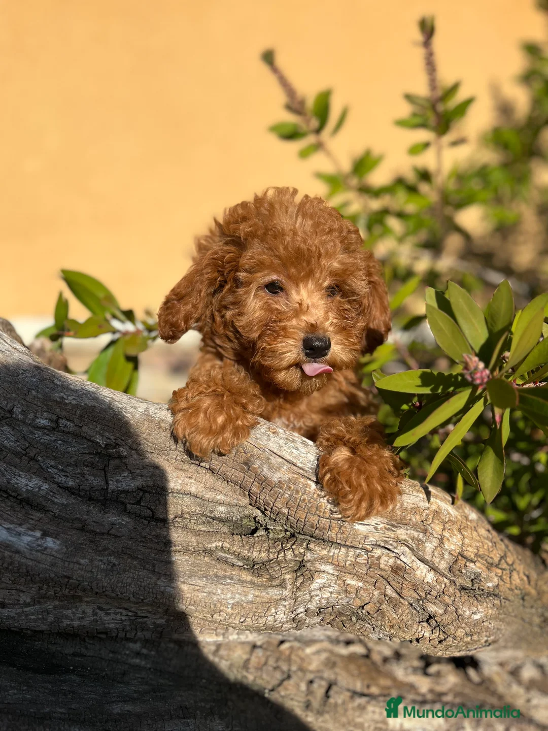 Caniche Enano perros en venta: Última caniche  - Anuncio 4