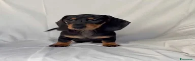 Teckel 2
