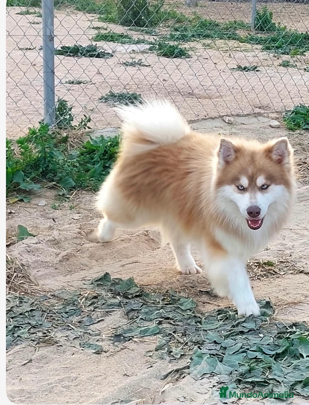 Pomsky perros en venta: Macho pomsky - Anuncio 3
