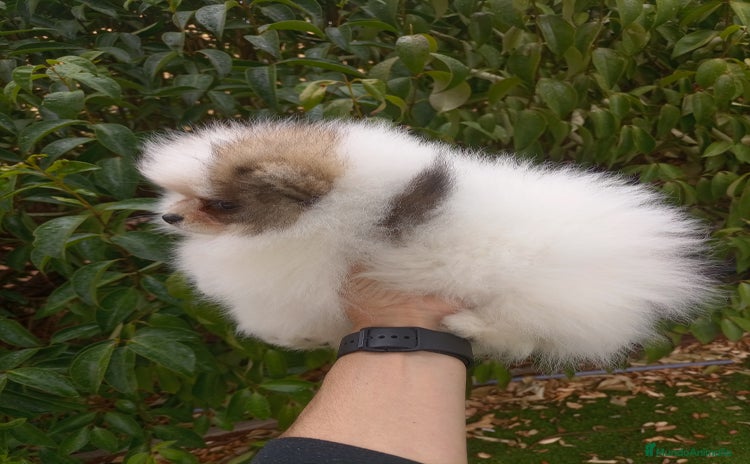 Pomerania perros - Anuncio 8