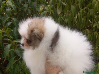 Pomerania perros - Anuncio 3