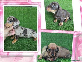 Teckel perros - Anuncio 4