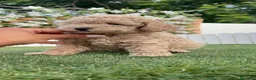 Caniche Enano perros en venta: CANICHE ENANO - Anuncio 2