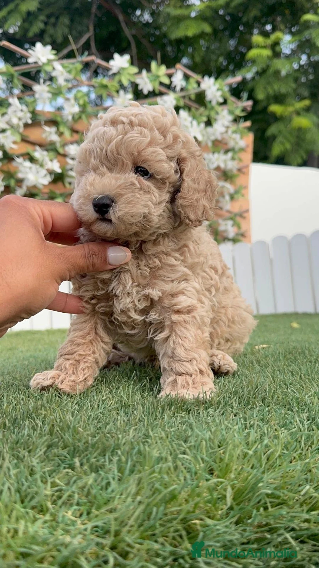 Caniche Enano perros en venta: CANICHE ENANO - Anuncio 2