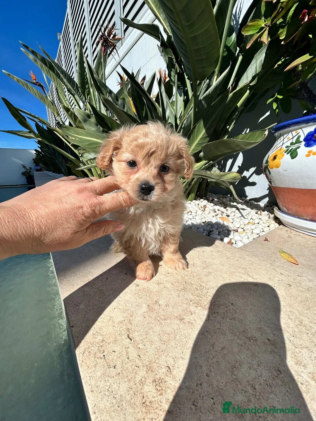Maltipoo perros en venta: Maltipoo mini  - Anuncio 2