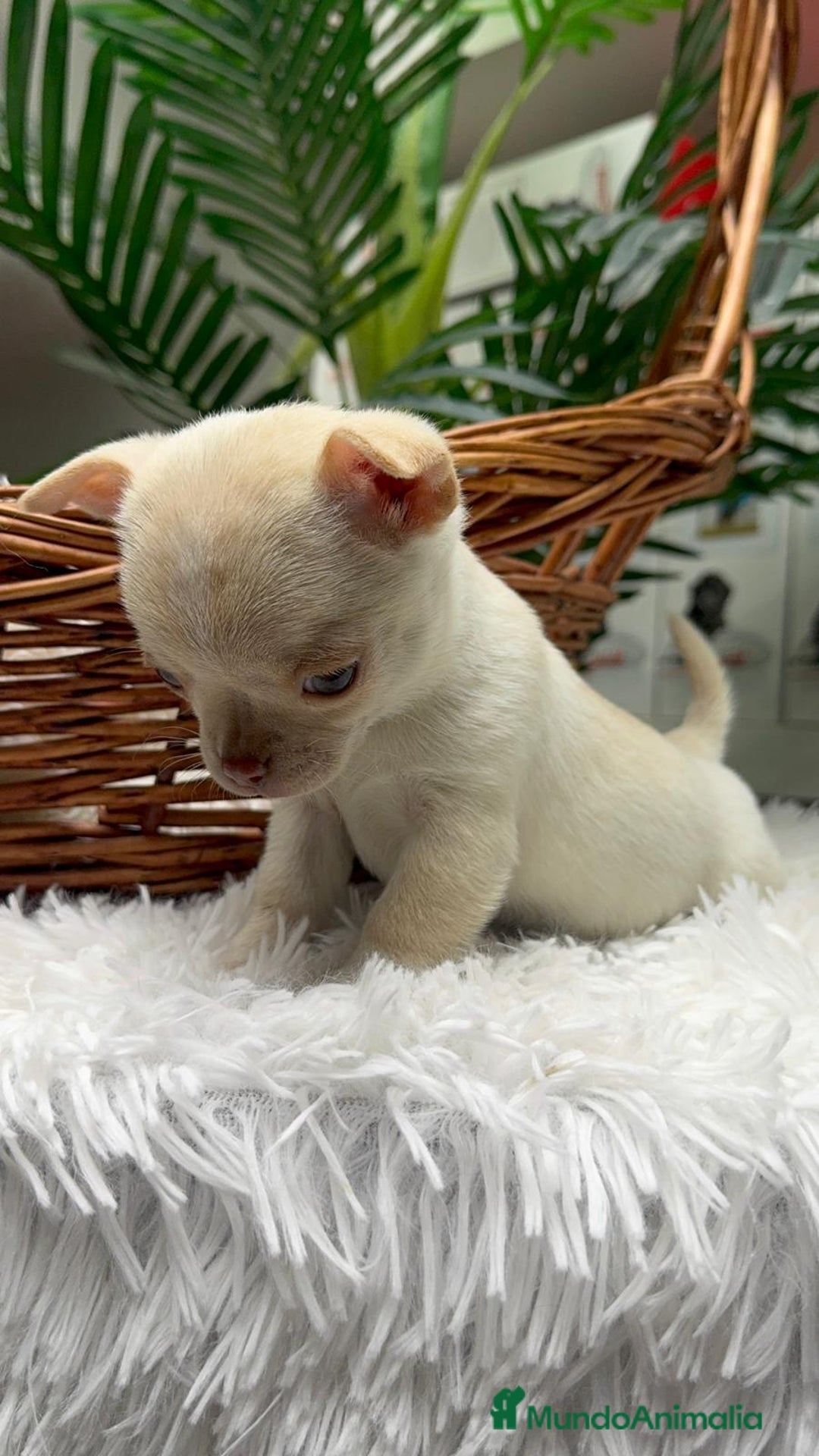 Chihuahua perros en venta: CHIHUAHUA HEMBRA - Anuncio 12