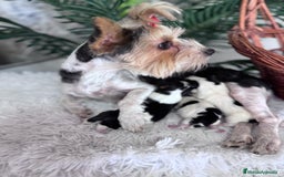 Yorkshire Terrier perros en venta: YORKSHIRE BIEWER - Imagen 6