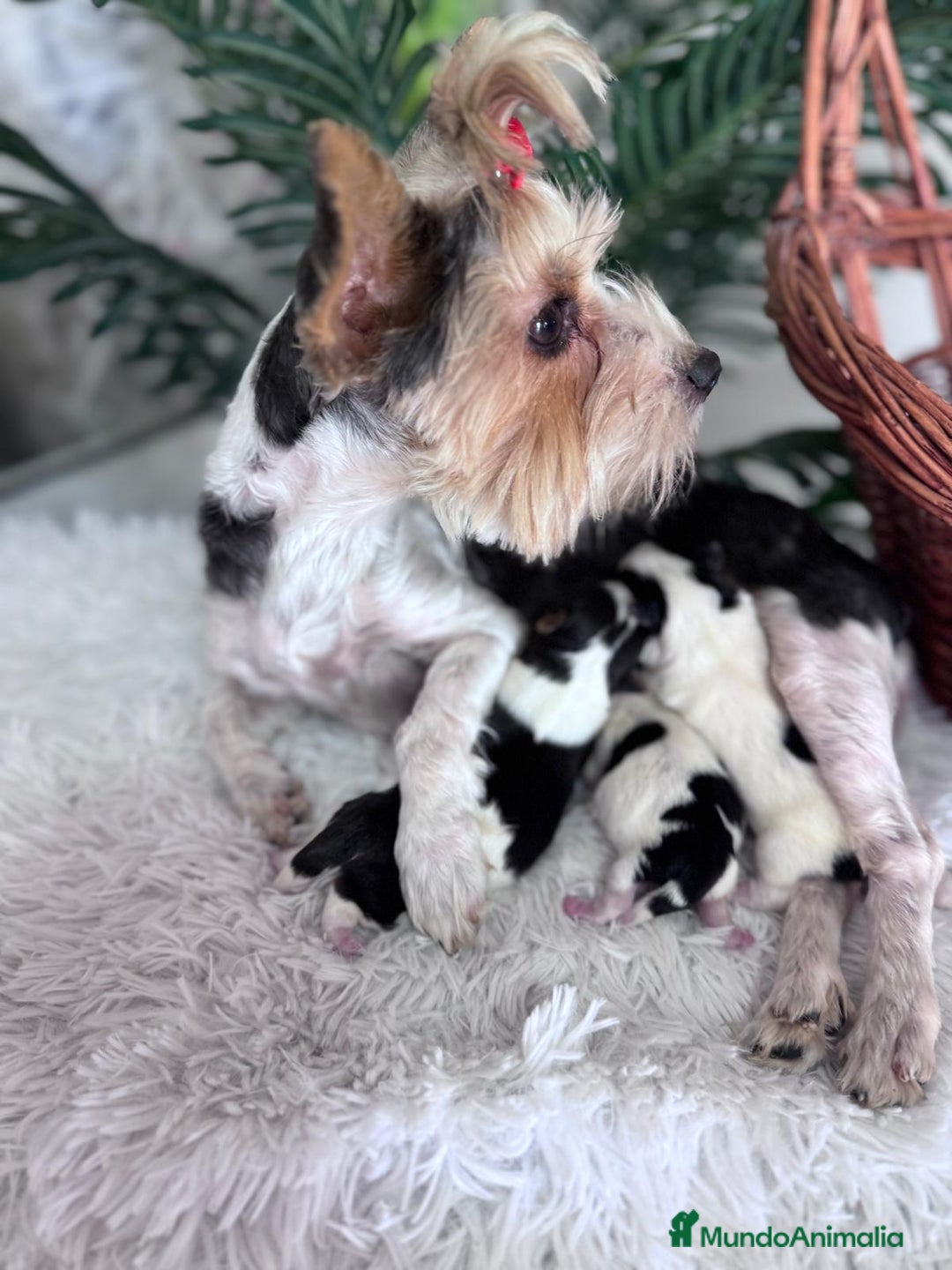 Yorkshire Terrier perros en venta: YORKSHIRE BIEWER - Imagen 6