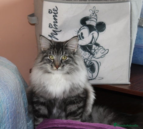 Bosque de Noruega gatos Gatitos bosques de noruega  - Anuncio 7