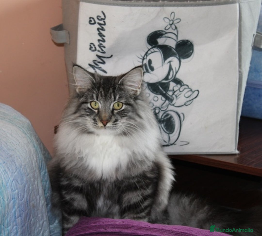 Bosque de Noruega gatos en venta: Gatitos bosques de noruega  - Anuncio 1