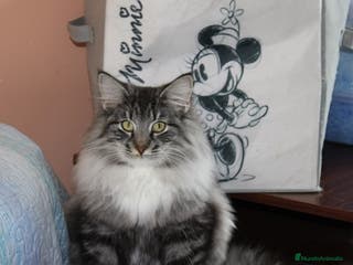 Bosque de Noruega gatos Gatitos bosques de noruega - Anuncio 19