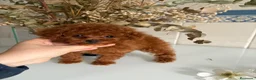Caniche Toy perros en venta: Caniche Toy  - Anuncio 10