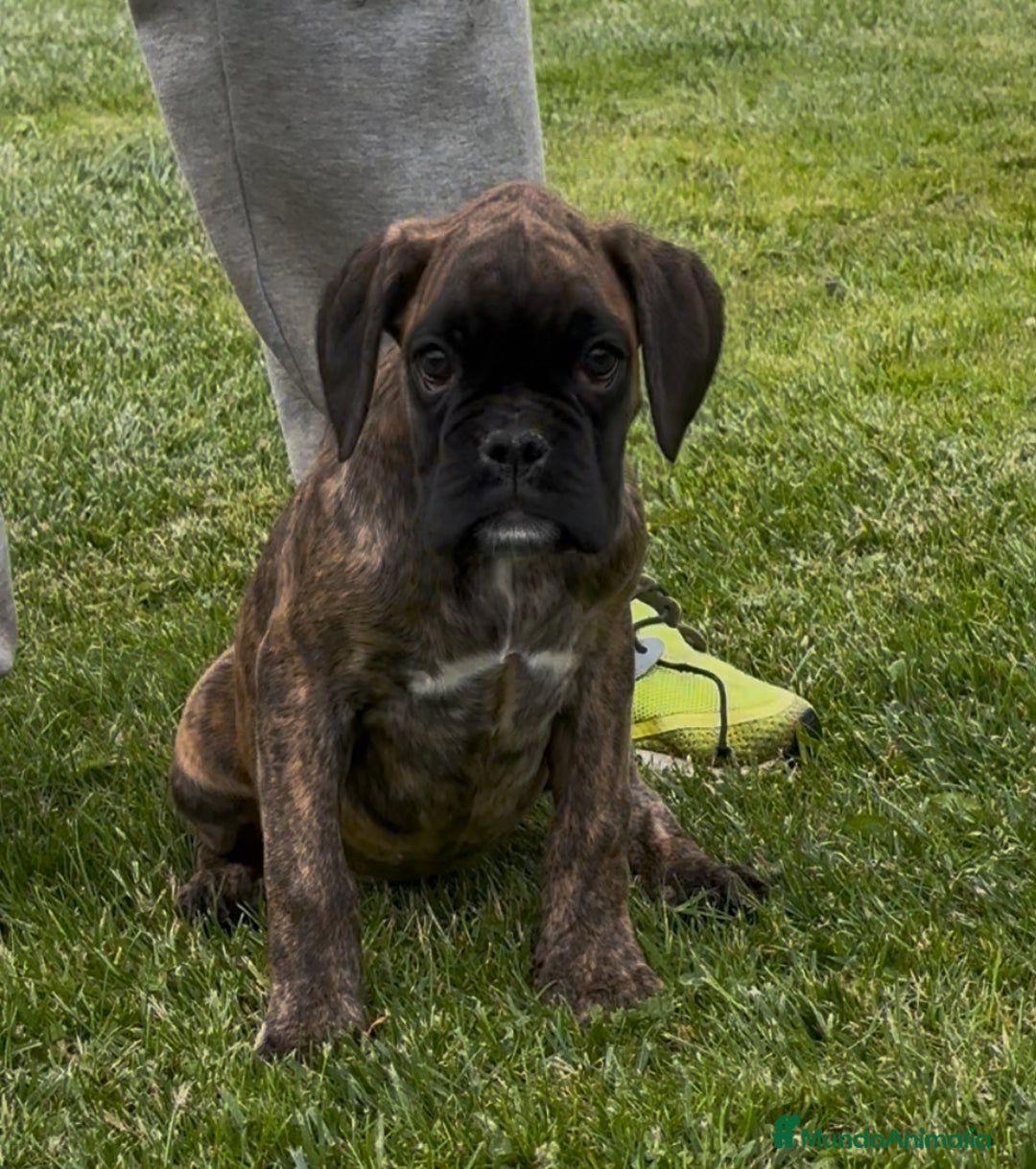 Boxer perros en venta: Preciosa camada de boxer  en Salamanca - Imagen 7