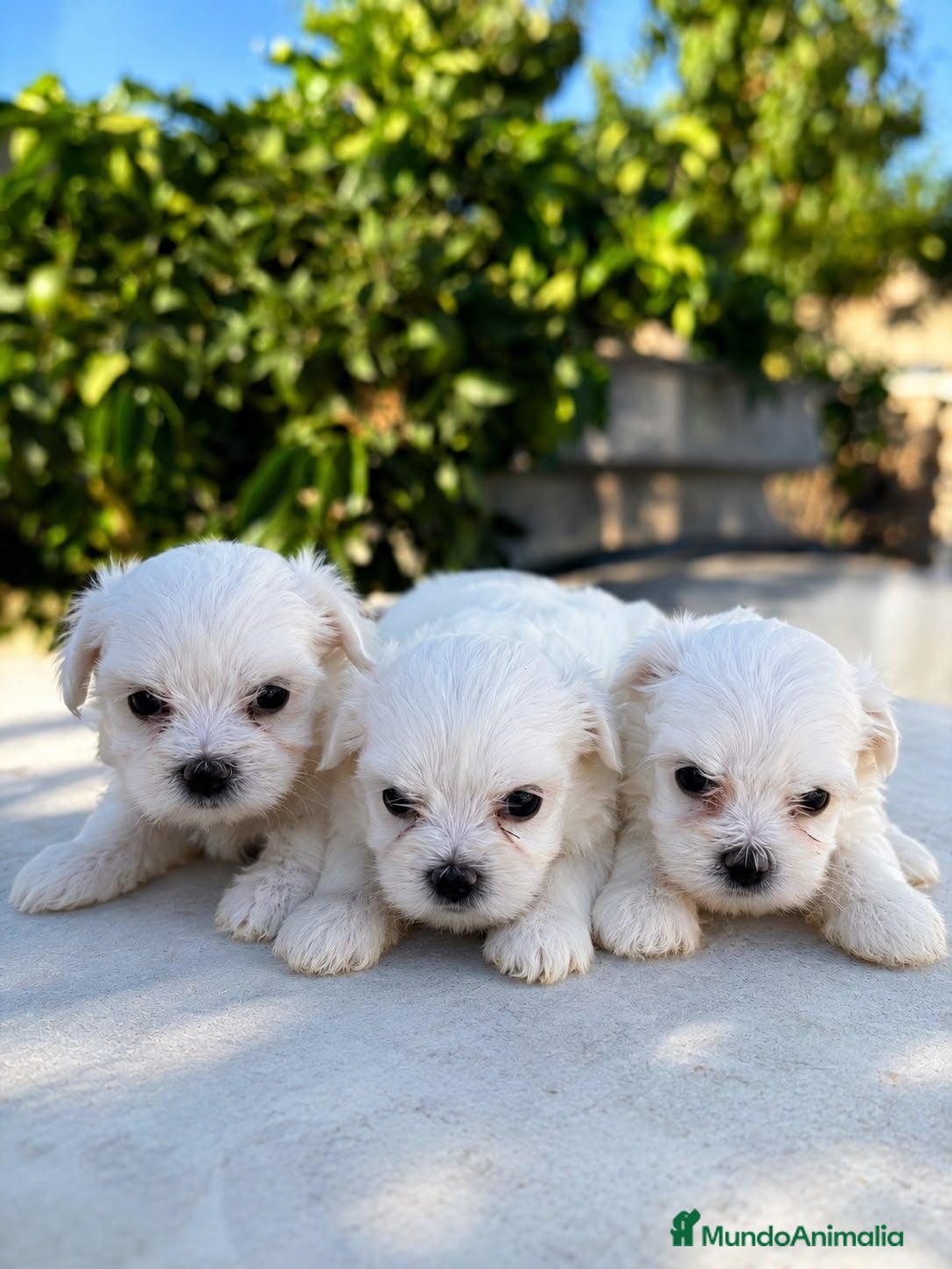 Bichón Maltés perros BICHON MALTES MINI 🐩 - Anuncio 7