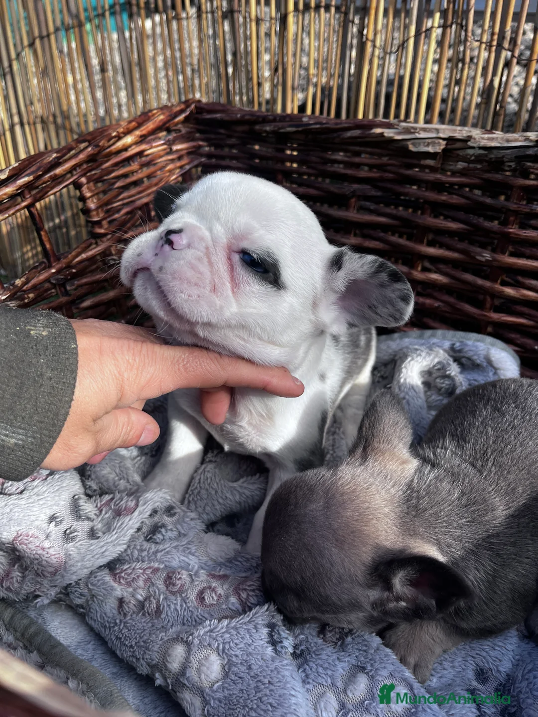 Bulldog Francés perros en venta: “No todos los bulldog francés MERLE son iguales - Anuncio 3