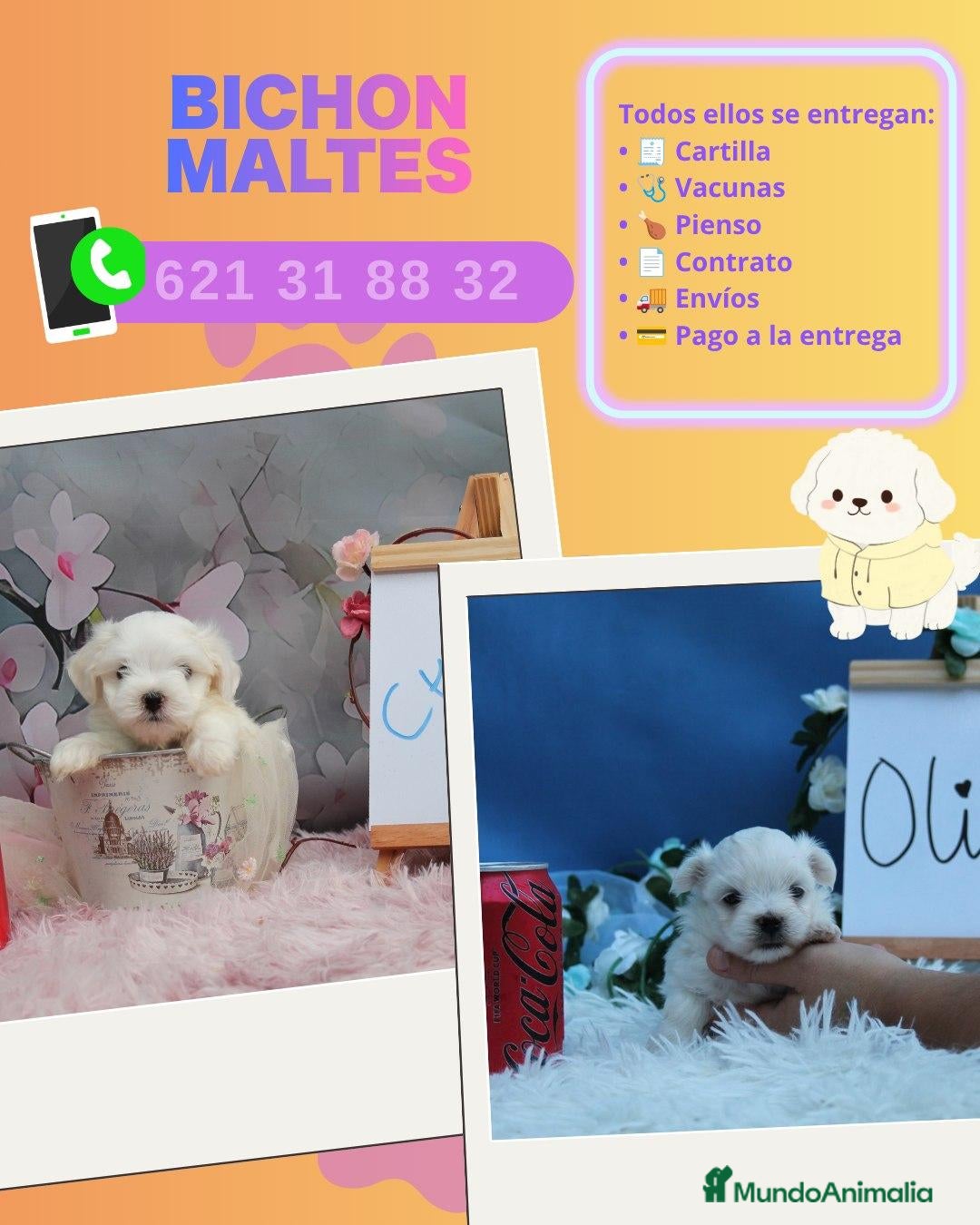Bichón Maltés perros Bichón maltés enano disponibles  - Anuncio 1