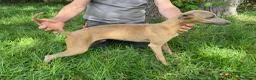 Whippet perros en venta: Galgo enano whipped  - Anuncio 4