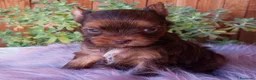 Yorkshire Terrier perros en venta: Exclusiva hembra Yorkshire Rojo Merle Chocolate  - Anuncio 3
