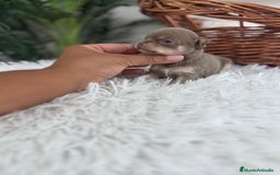 Chihuahua perros en venta: CHIHUAHU LILAC AND TAN - Imagen 3