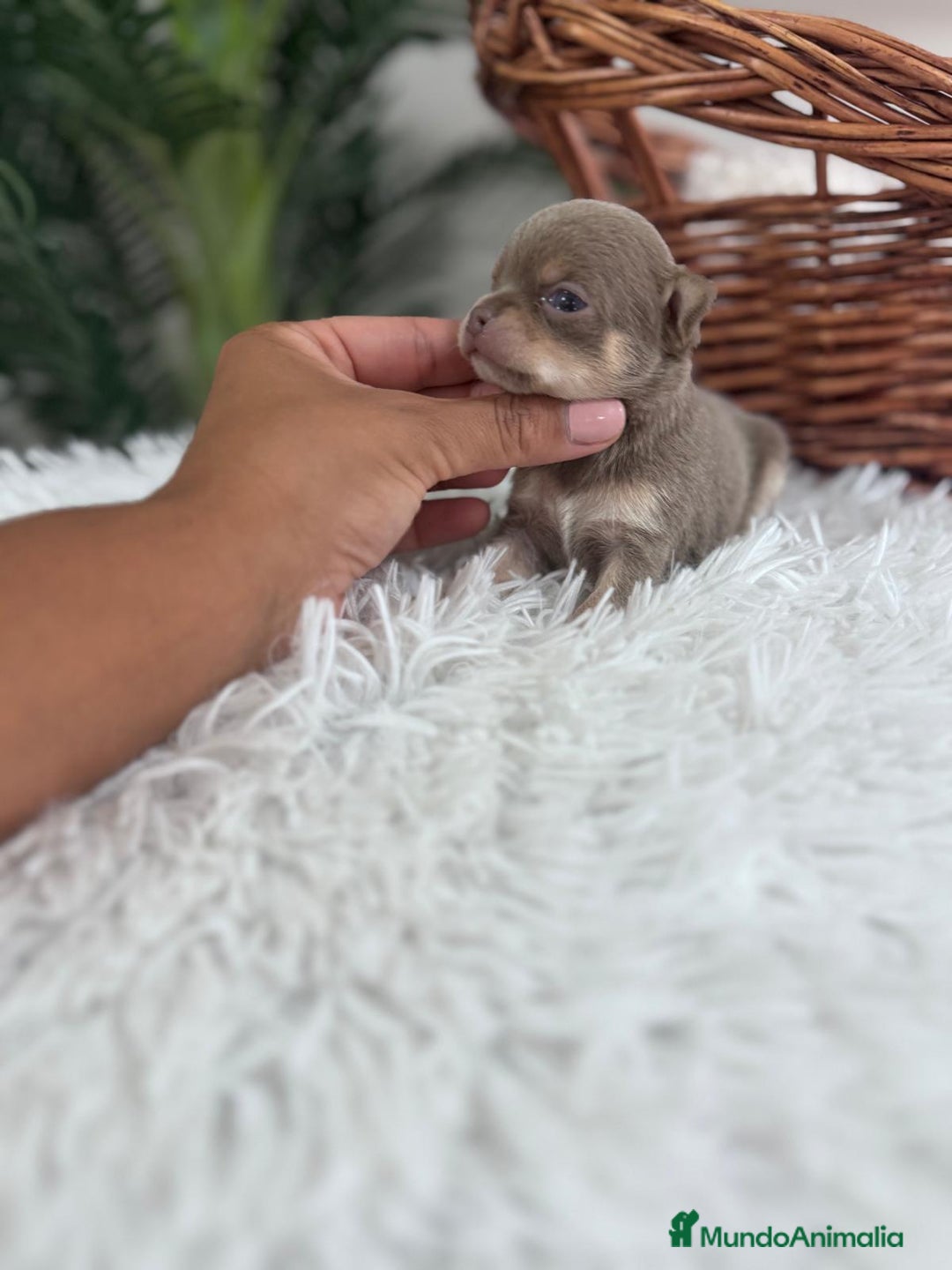 Chihuahua perros en venta: CHIHUAHU LILAC AND TAN - Imagen 3