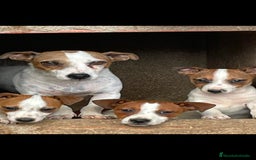 Jack Russell Terrier perros en venta: Hembra Jack rrasel  - Imagen 1