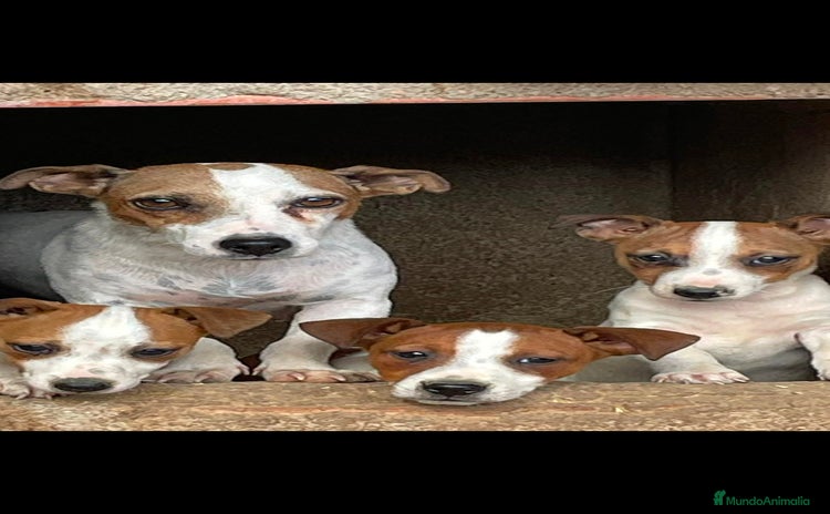 Jack Russell Terrier perros - Anuncio 2