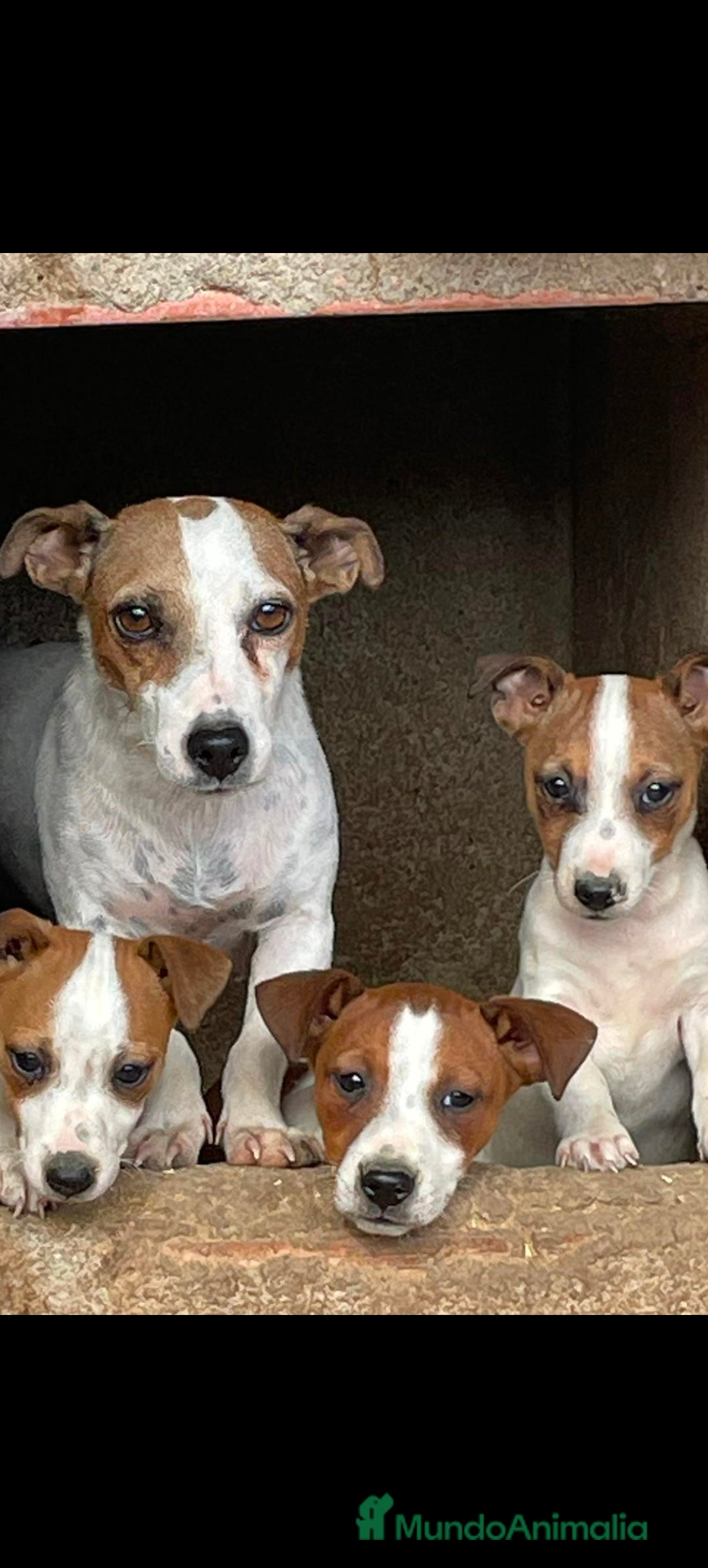 Jack Russell Terrier perros en venta: Hembra Jack rrasel  - Imagen 1