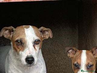 Jack Russell Terrier perros - Anuncio 8