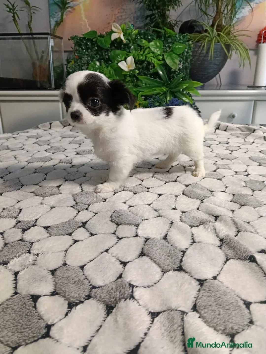 Chihuahua perros en venta: Chihuhua de pelo largo  - Anuncio 2