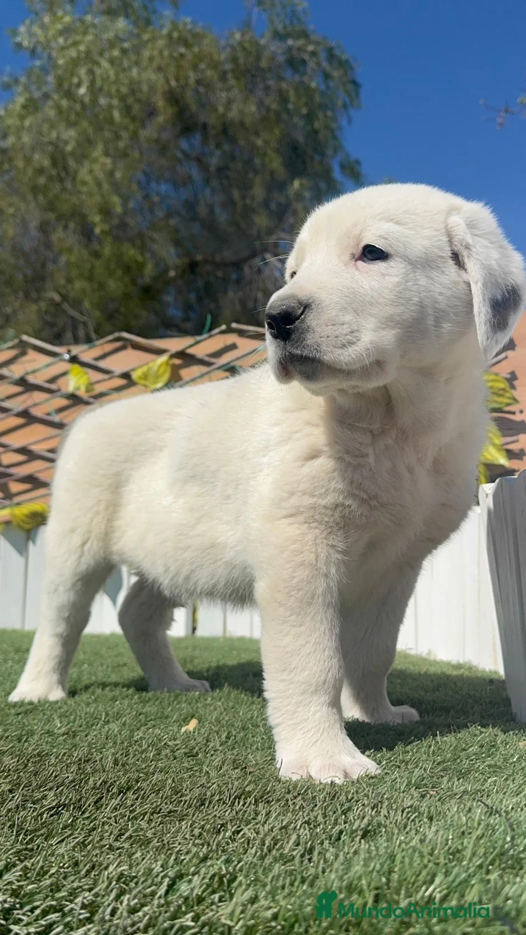 Mastín Español perros en venta: MASTIN ESPAÑOL - Anuncio 1