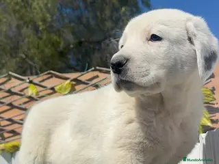 Mastín Español perros MASTIN ESPAÑOL - Anuncio 1