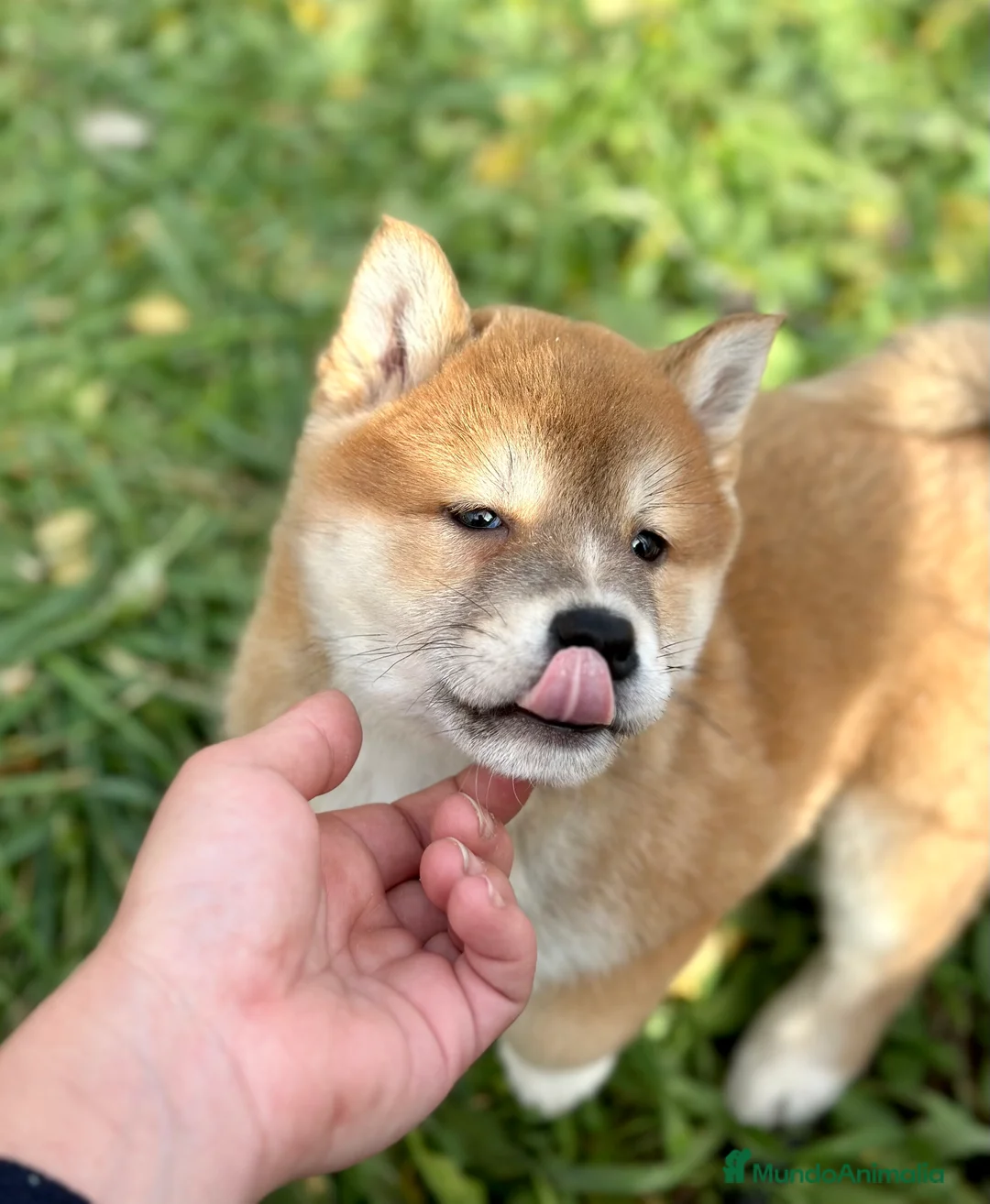 Shiba Inu perros en venta: ÚLTIMA SHIBA INU HEMBRA DISPONIBLE! en Barcelona - Anuncio 4