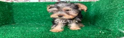 Yorkshire Terrier perros en venta: yorkshire terrier - Anuncio 4