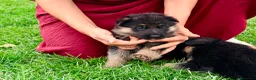 Pastor Alemán perros en venta: Espectacular cachorro de pastor alemán  - Anuncio 17